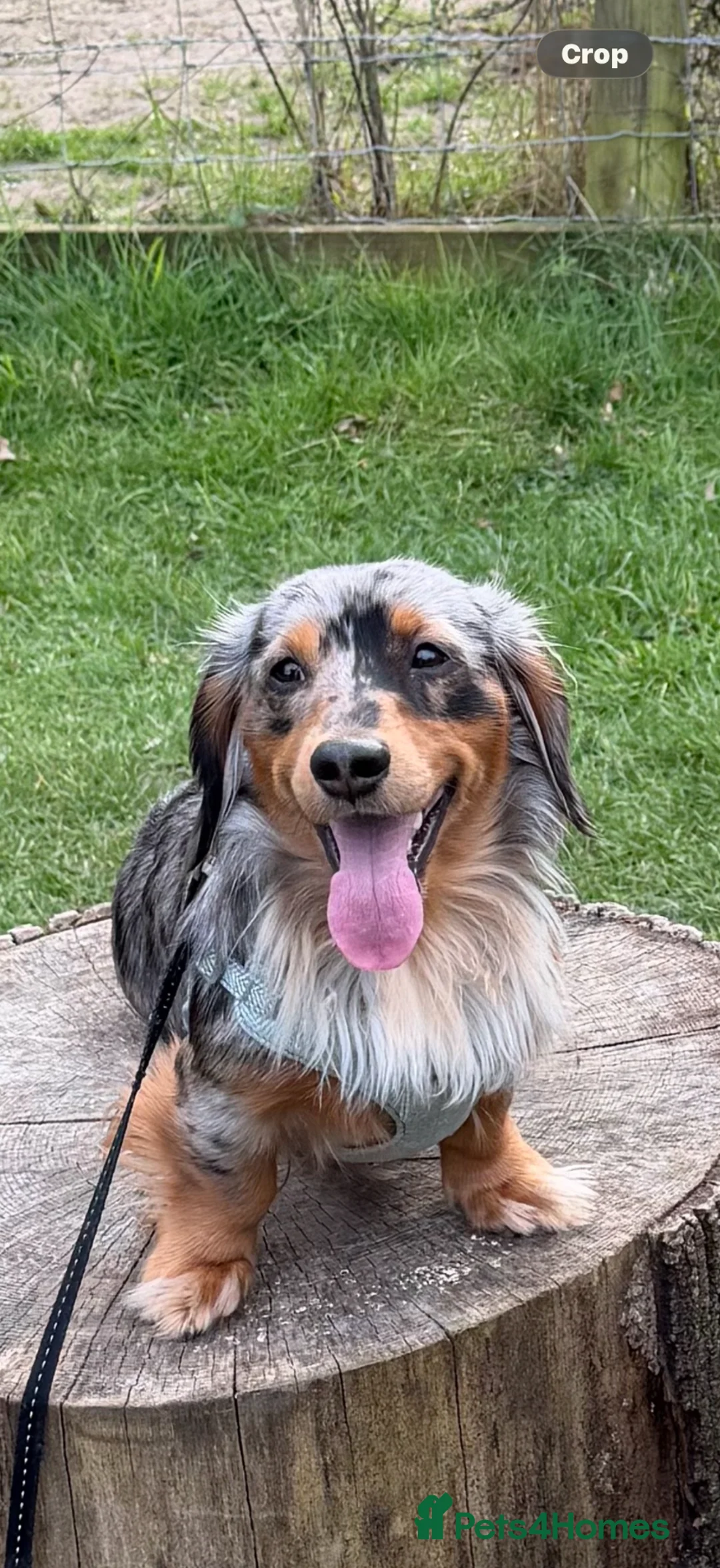 Miniature Dachshund dogs for stud: Rolo & Milo  in Bishop's Stortford - Advert 3