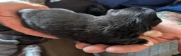 Pomchi dogs for sale: Stunning Pomchi babies - Advert 4