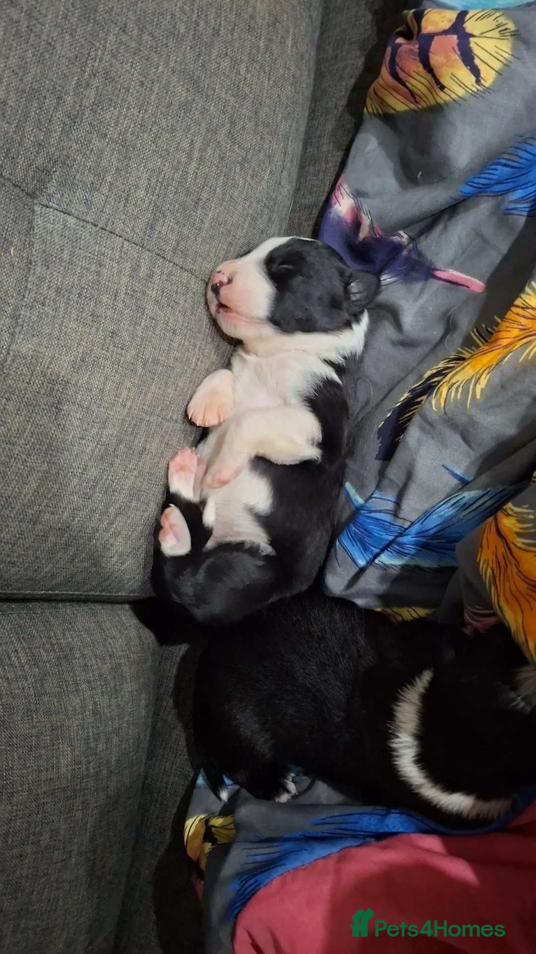Border Collie dogs for sale: Border collie pups - Advert 2