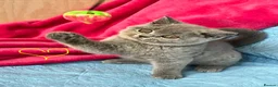 British Shorthair cats for sale: GCCF🏆ChampionBloodline 5GENpedigree BSHblue/lilac - Advert 5