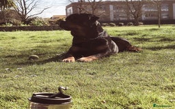 Rottweiler dogs for stud: Champion Bloodline Rottweiler Stud - Image 7