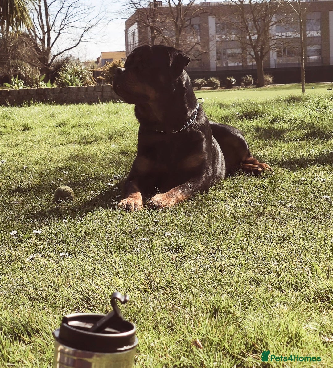 Rottweiler dogs for stud: Champion Bloodline Rottweiler Stud - Image 7