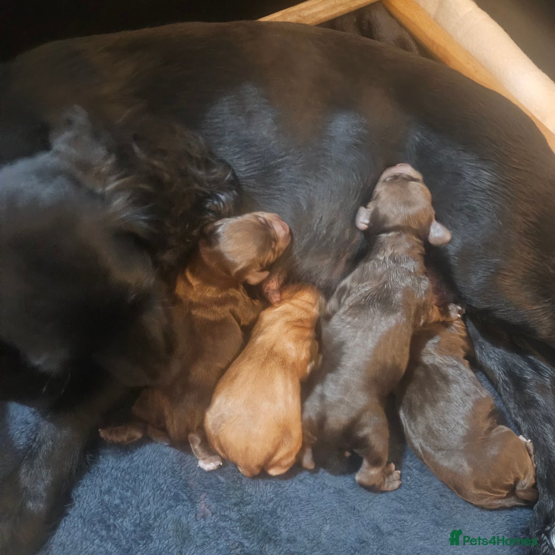 Cocker Spaniel dogs for sale: Cocker spaniel Puppies Males and females - Image 14