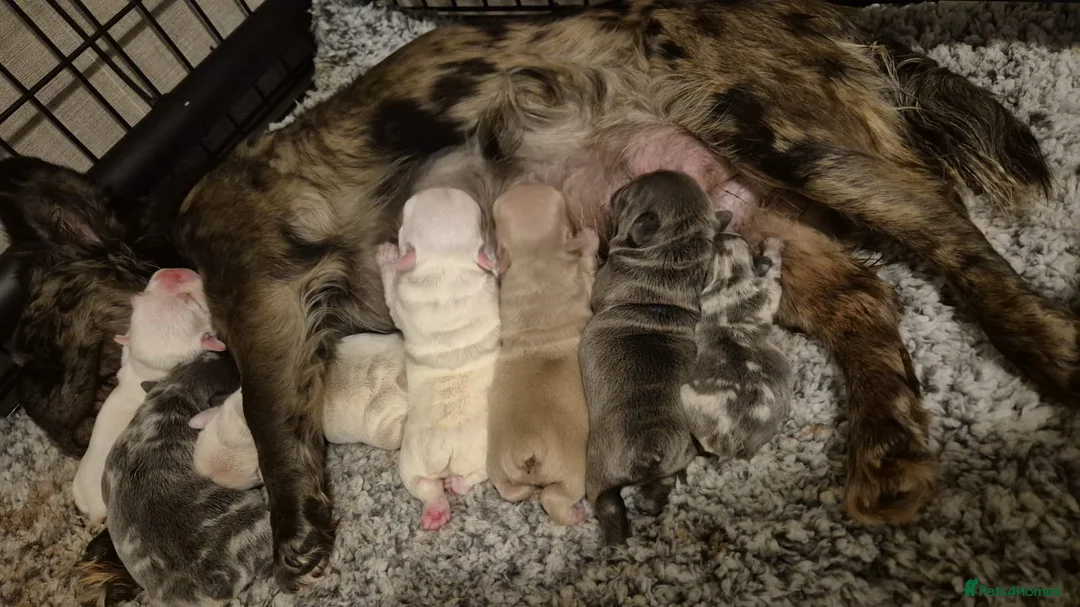 French Bulldog dogs for sale: Fluffy and Pink in London - Advert 2