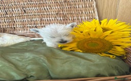 West Highland Terrier dogs for sale: Westie puppies  - Image 9