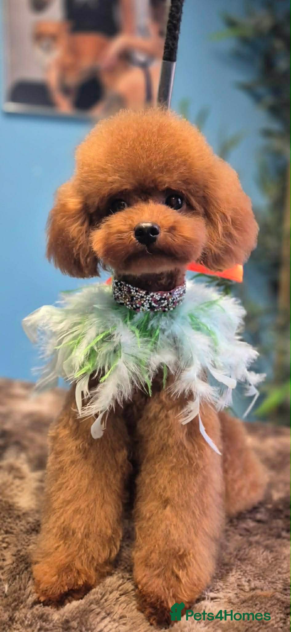 Toy Poodle dogs Asian Toy Poodle - Advert 17