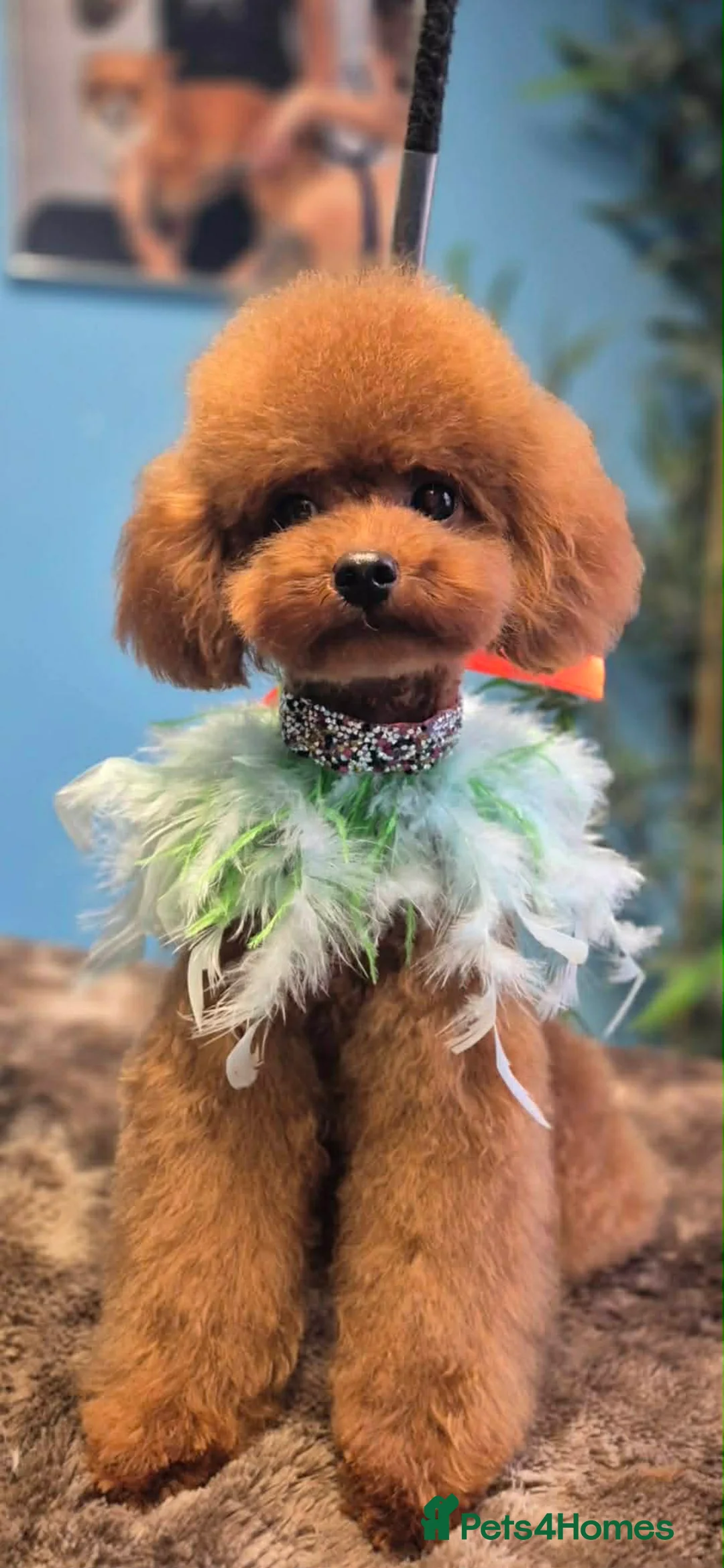 Toy Poodle dogs for sale: Asian Toy Poodle - Advert 1