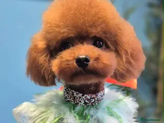 Toy Poodle dogs Asian Toy Poodle - Advert 17