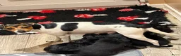 Jackapoo dogs for sale: 2 female Jackapoos - Advert 8