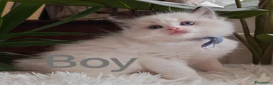 Ragdoll 6