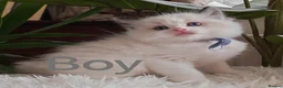 Ragdoll cats for sale: PUREBRED RAGDOLL KITTENS GCCF REGISTERED  - Advert 26