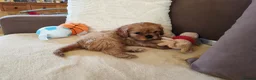 Cavalier King Charles Spaniel dogs for sale: Kc Beautiful puppies for sale. - Advert 5
