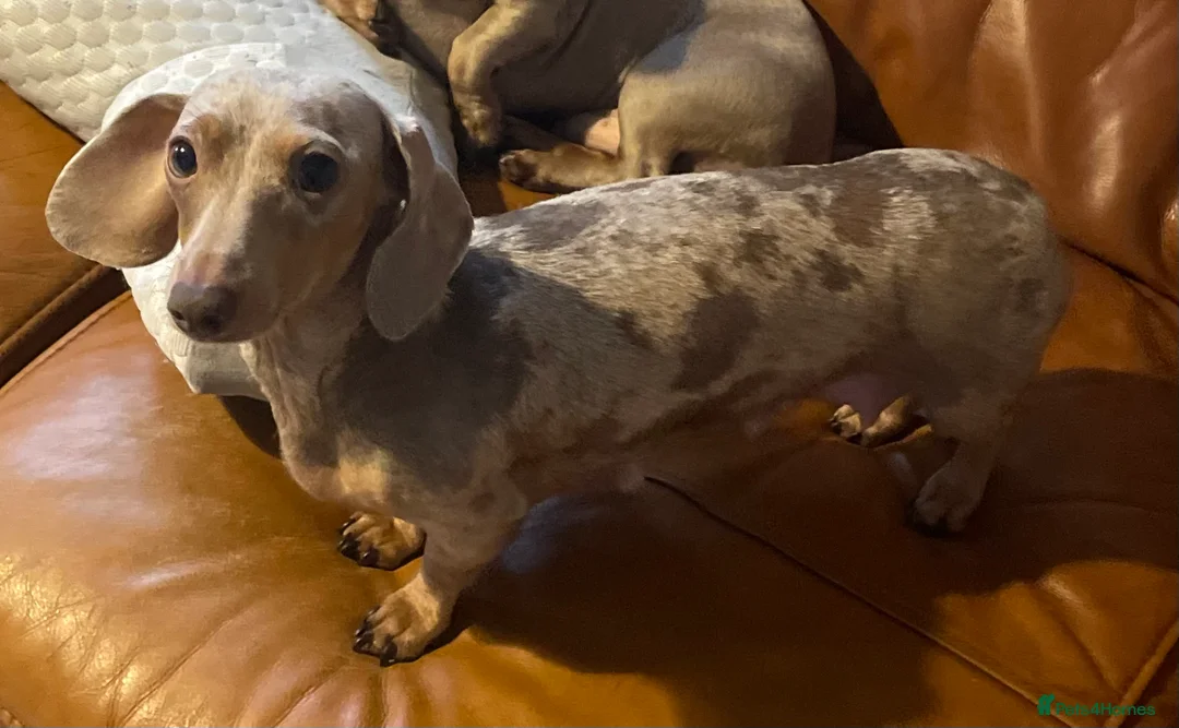 Dachshund dogs for sale: Dachshund puppies  - Advert 7