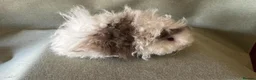 Guinea Pig rodents for sale: Baby Longhaired Sheltie Boars/Brothers RTR - Advert 5