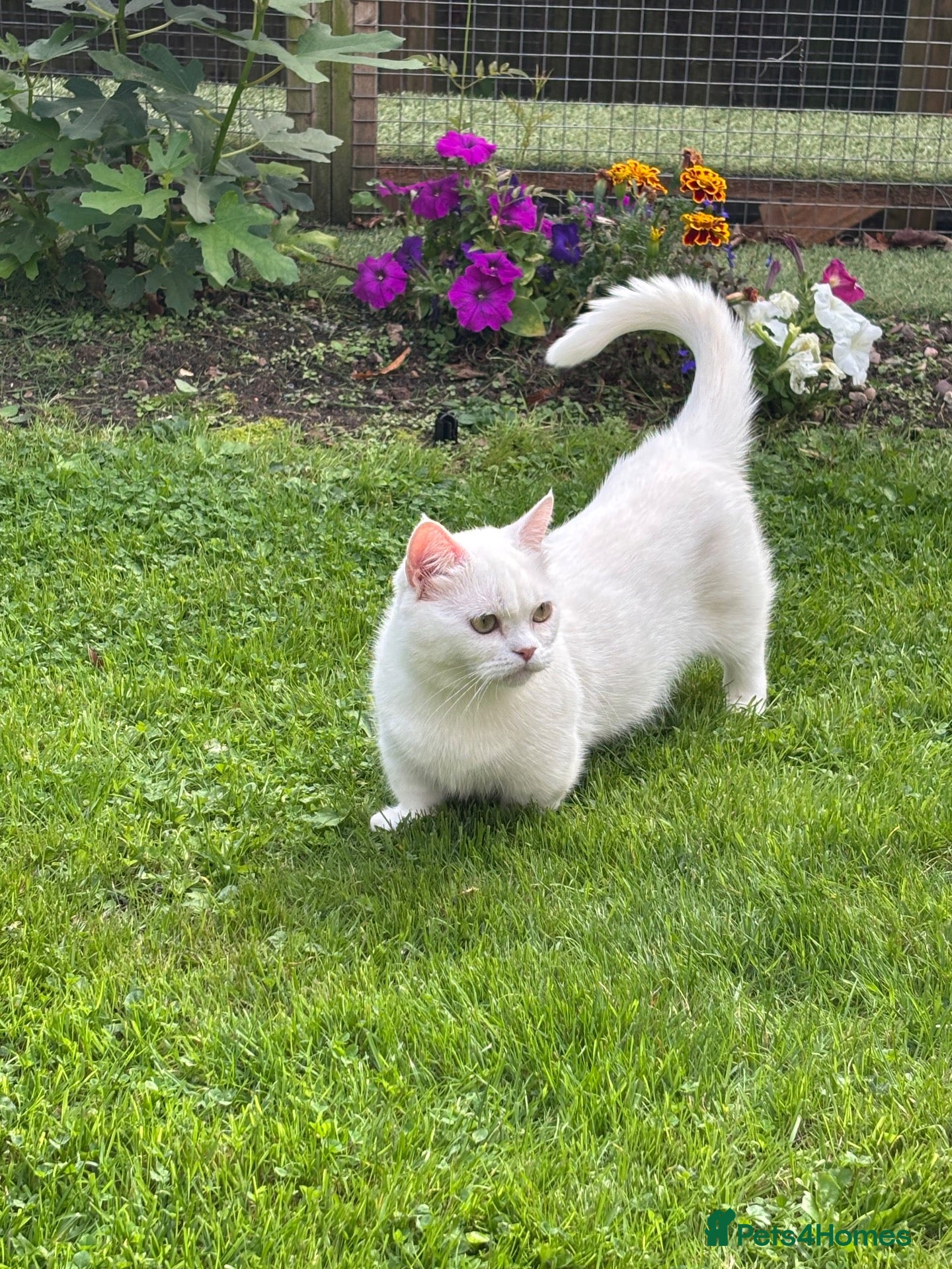 Munchkin cats Tiny, very short leg Munchkin female  - Advert 7
