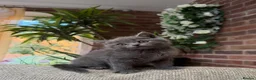 Scottish Fold cats for sale: Last two girls ❤️Lovely scotish kittens💕💕💕 - Advert 16