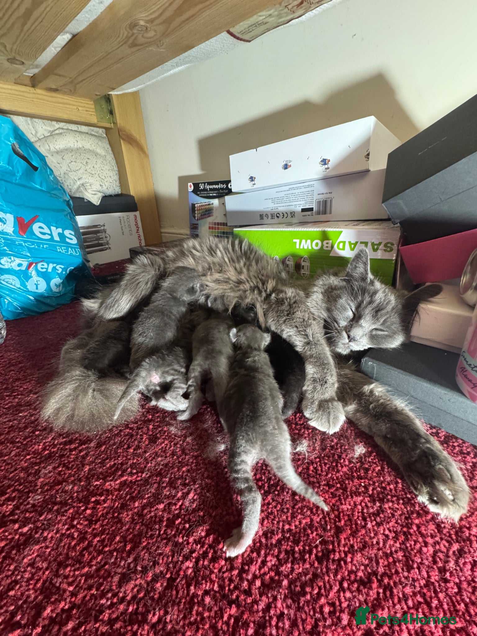 Maine Coon cats ✨ Half Maine Coon Kittens | 4 Grey 2 Black - Advert 3