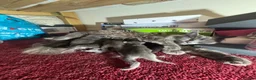 Maine Coon cats for sale: Mainecoon cross kittens looking for a forever home - Advert 26