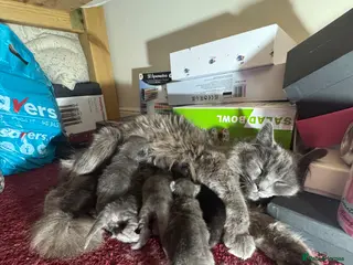 Maine Coon cats Mainecoon cross kittens looking for a forever home - Advert 2