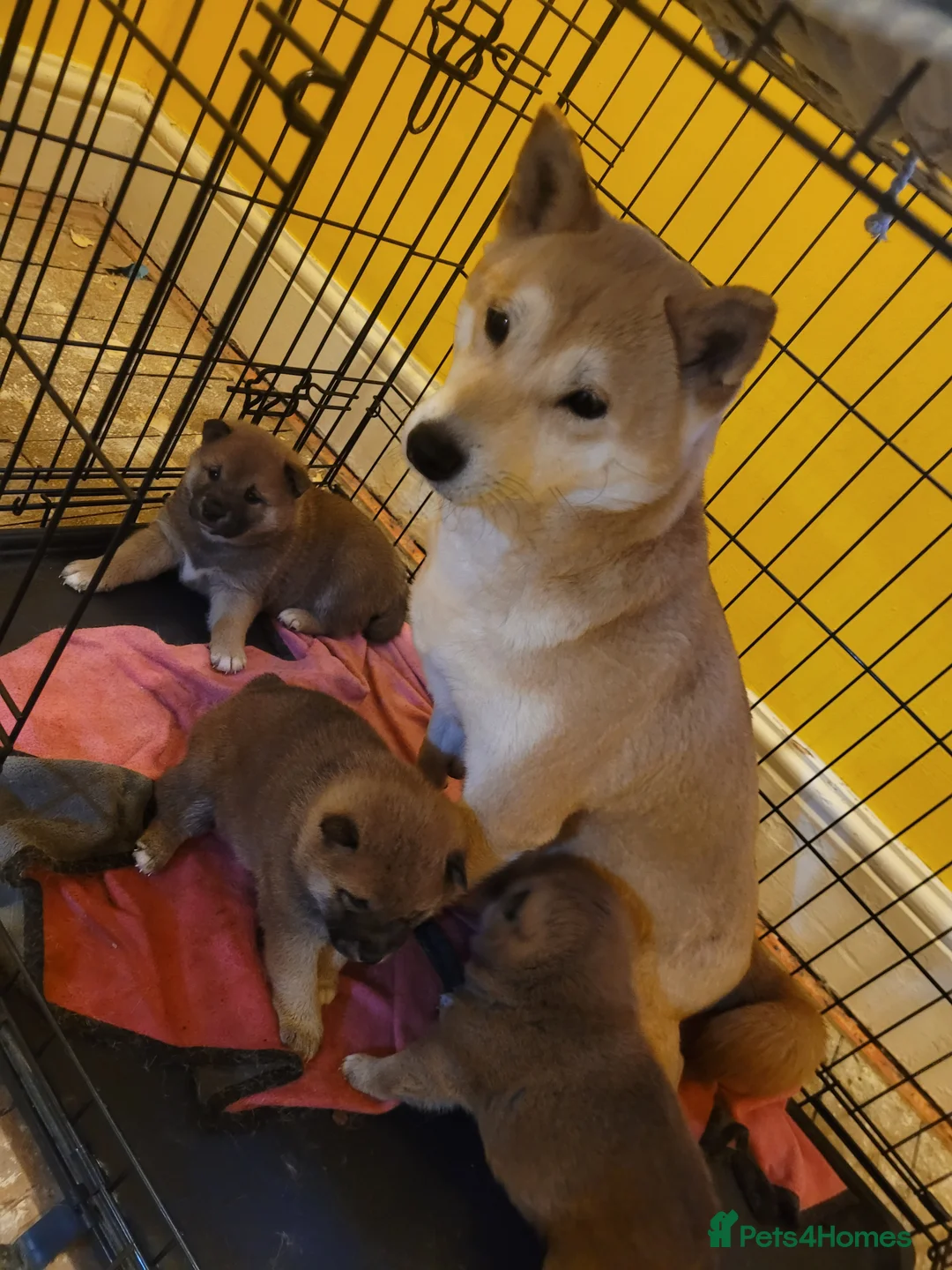 Japanese Shiba Inu dogs for sale: Japanes  shiba inu - Advert 6