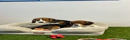 Beagle dogs for sale: Female Tri-Coloured Beagles  - Advert 6