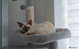 Siamese cats for stud: GORGEOUS WEDGEHEAD TYPE SIAMESE STUD - Image 4