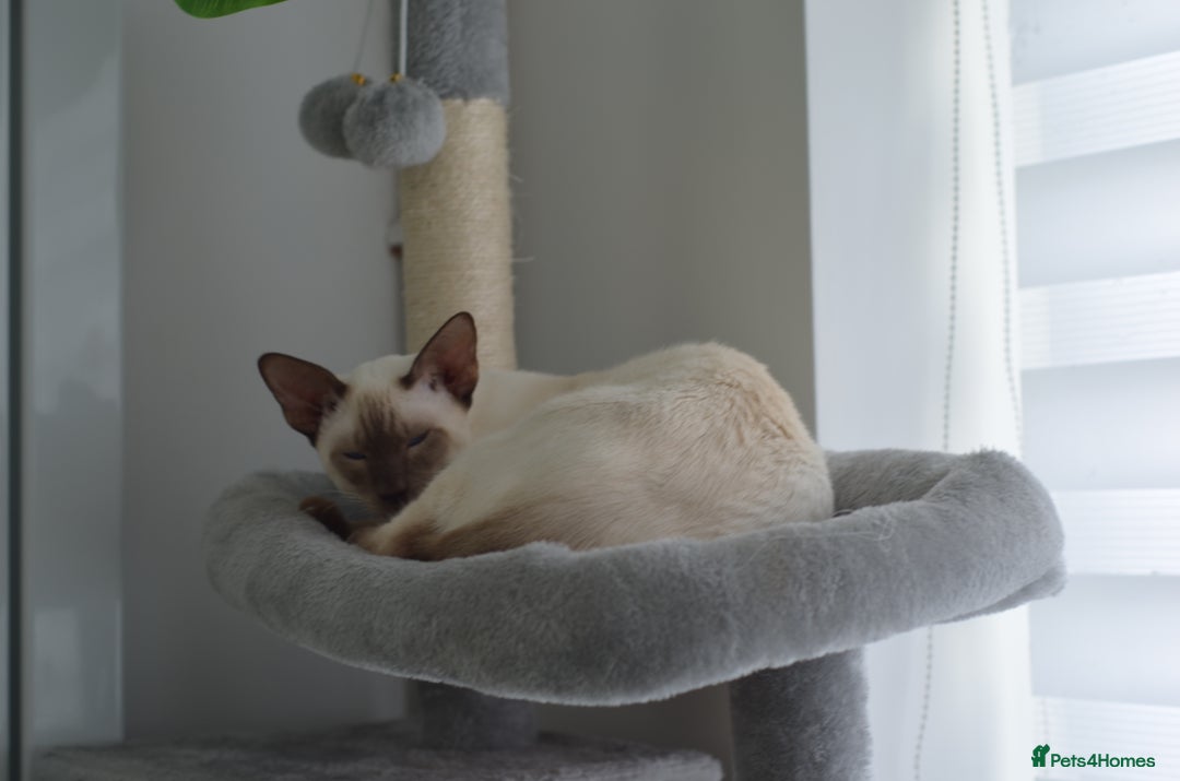 Siamese cats for stud: GORGEOUS WEDGEHEAD TYPE SIAMESE STUD - Image 4