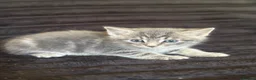 Mixed Breed cats for sale: Grey boy - Advert 13