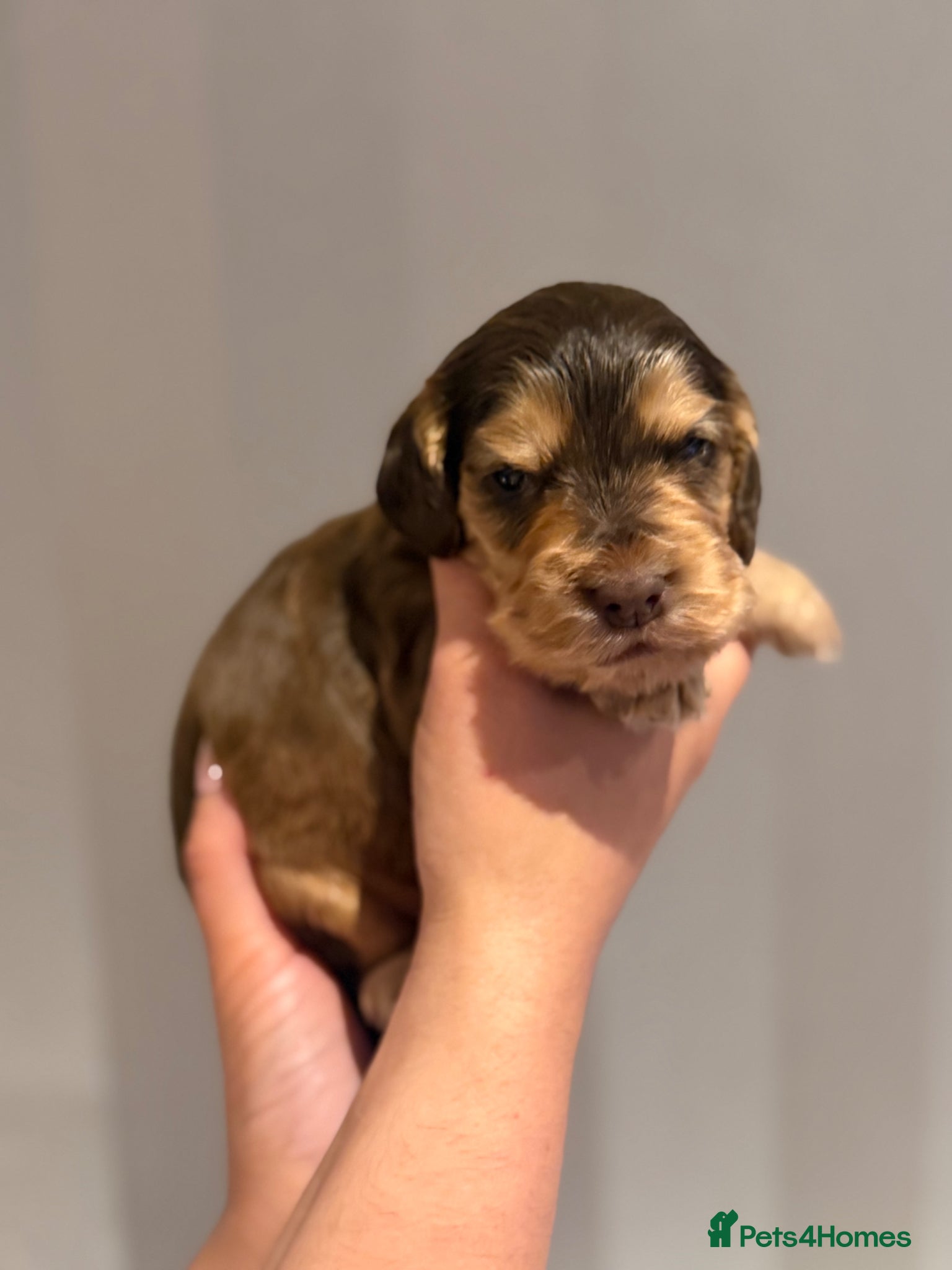 Cocker Spaniel dogs for sale: Golden & Chocolate Sable Show Cocker Puppies  in Doncaster - Advert 25