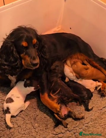 Cockapoo dogs Classic Cockapoo Puppies Homebred Council Licenced - Advert 12