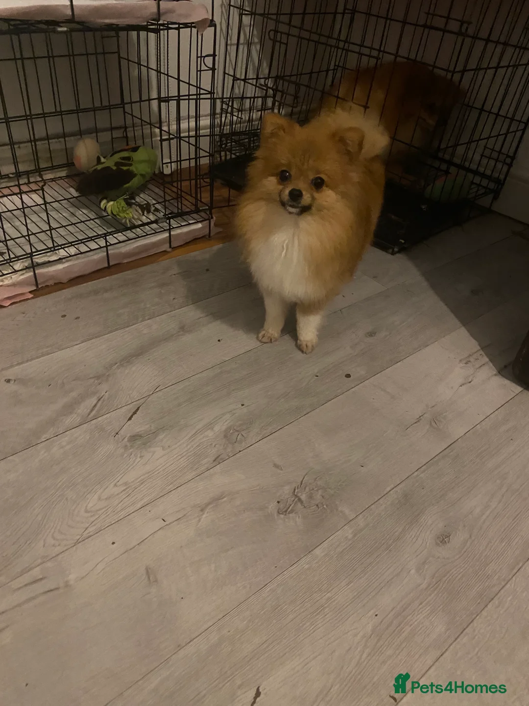 Pomeranian dogs for sale: 9 month old Pomeranian adorably happy  - Advert 7