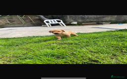 Labrador Retriever dogs for sale: Working Labrador pups  - Image 4