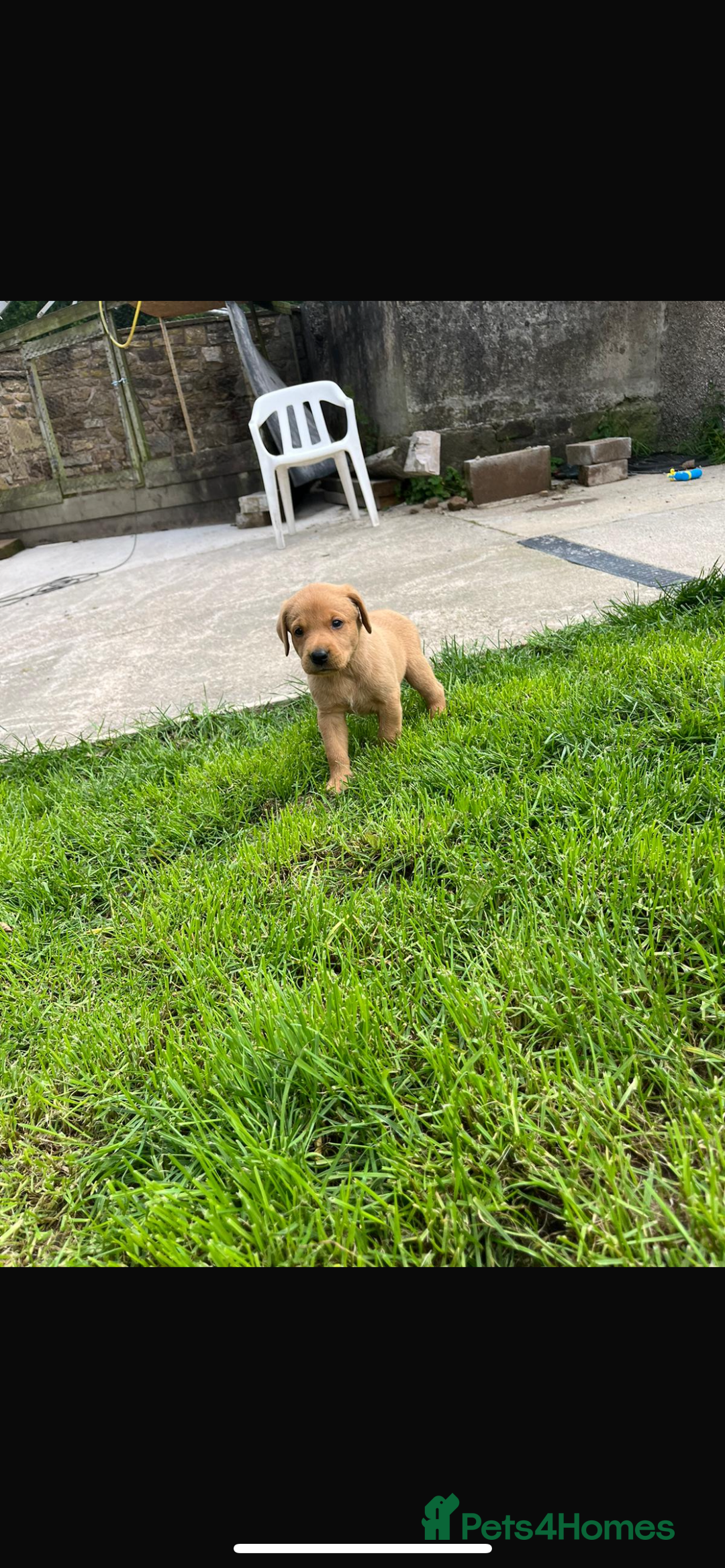 Labrador Retriever dogs for sale: Working Labrador pups  - Image 4