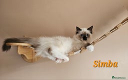 Ragdoll cats for sale: Only 2 girls left,Champion blood, TICA kittens in Nelson - Image 1