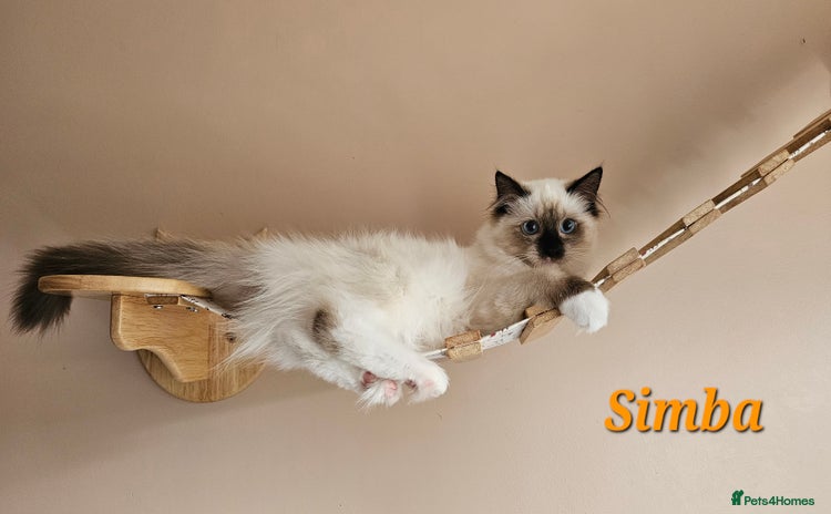 Ragdoll cats for sale in Nelson - Advert 3