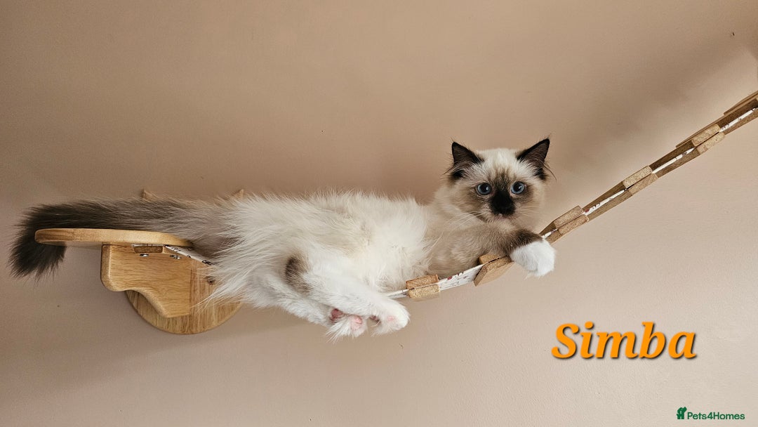 Ragdoll cats for sale: Only 2 girls left,Champion blood, TICA kittens in Nelson - Image 1