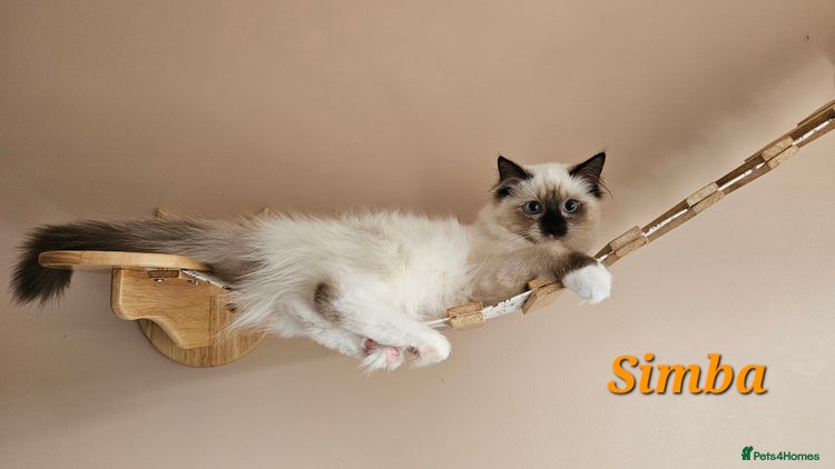 Ragdoll cats in Nelson - Advert 1