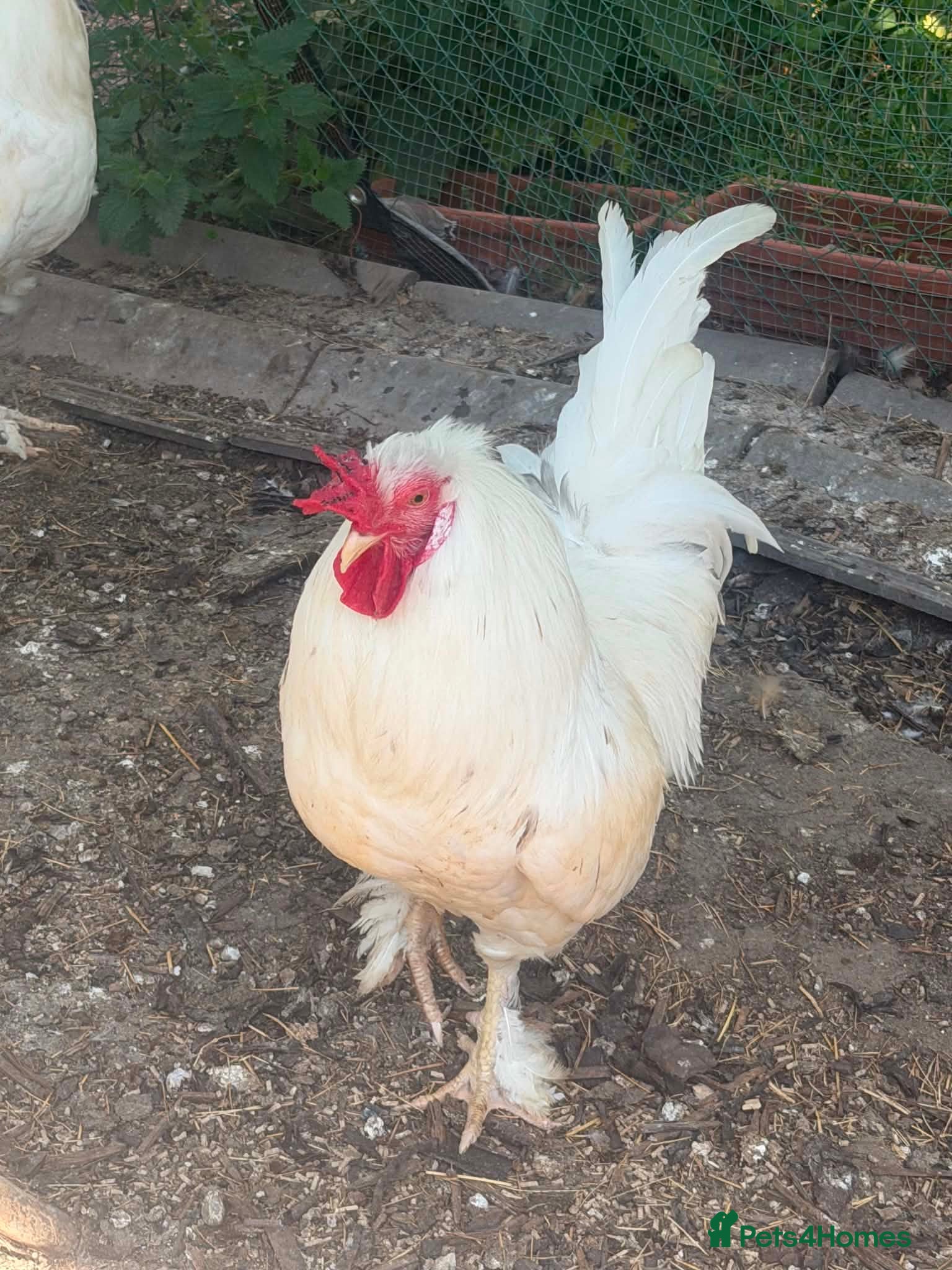 Mixed Breed livestock Chicks hens and roosters for sale  - Advert 2
