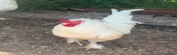 Mixed Breed livestock for sale: Chicks hens and roosters for sale  - Advert 2