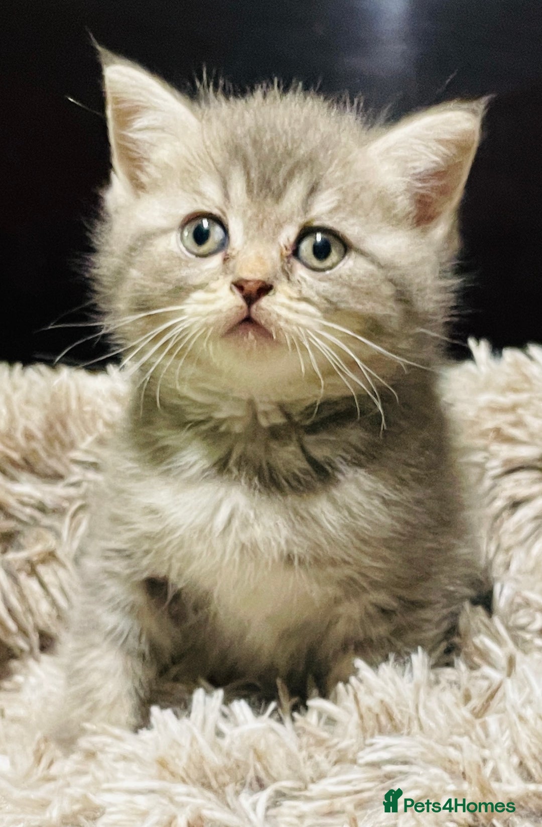 Scottish Fold cats for sale: Beautiful litter looking for new homes ❤️❤️ - Advert 20