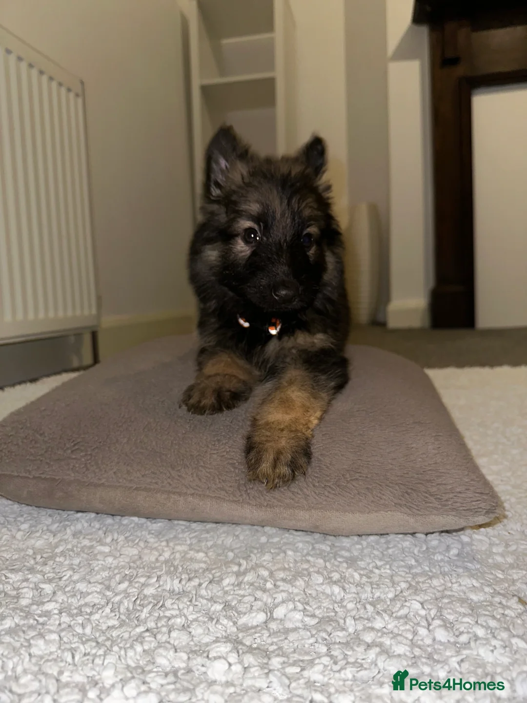 German Shepherd dogs for sale:  Long-Haired German Shepherd Puppies - Advert 17