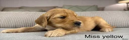 Goldendoodle dogs for sale: HEREDITARY HEALTH TESTED MUM. DNA TESTED DAD - Advert 9