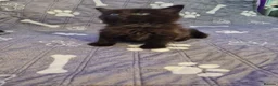 Mixed Breed cats for sale: Gorgeous kittens 2 long hair and 1 short  - Advert 10