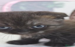 Scottish Fold cats for sale: Scottish fold x Siamese  - Image 15