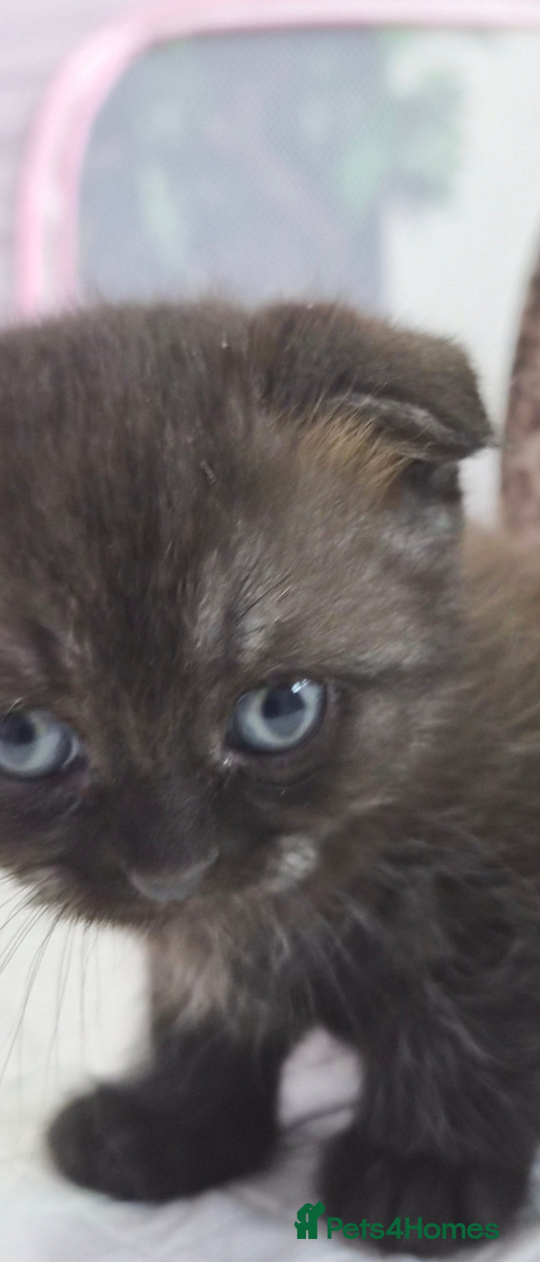 Scottish Fold cats for sale: Scottish fold x Siamese  - Image 15