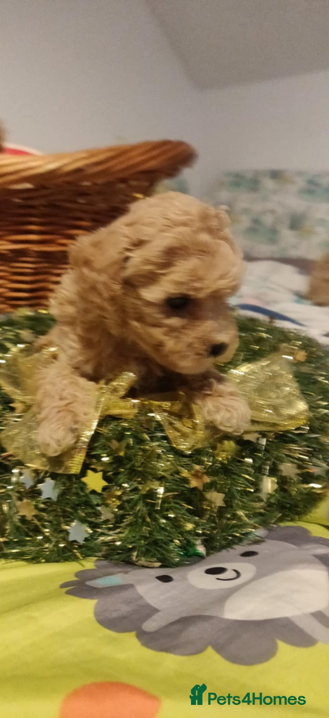 Maltipoo dogs for sale: Beautiful maltipoo puppys - Advert 7