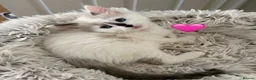 Ragdoll cats for sale: Looking for perfect furry companion?🐾😻 - Advert 27