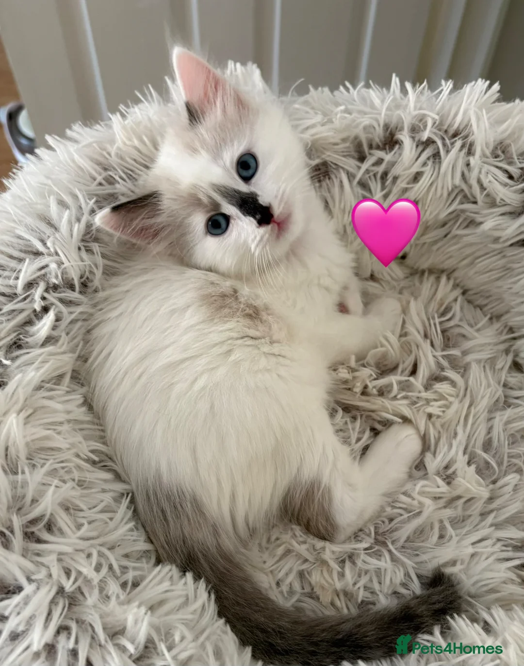 Ragdoll cats for sale: Looking for perfect furry companion?🐾😻 - Advert 27