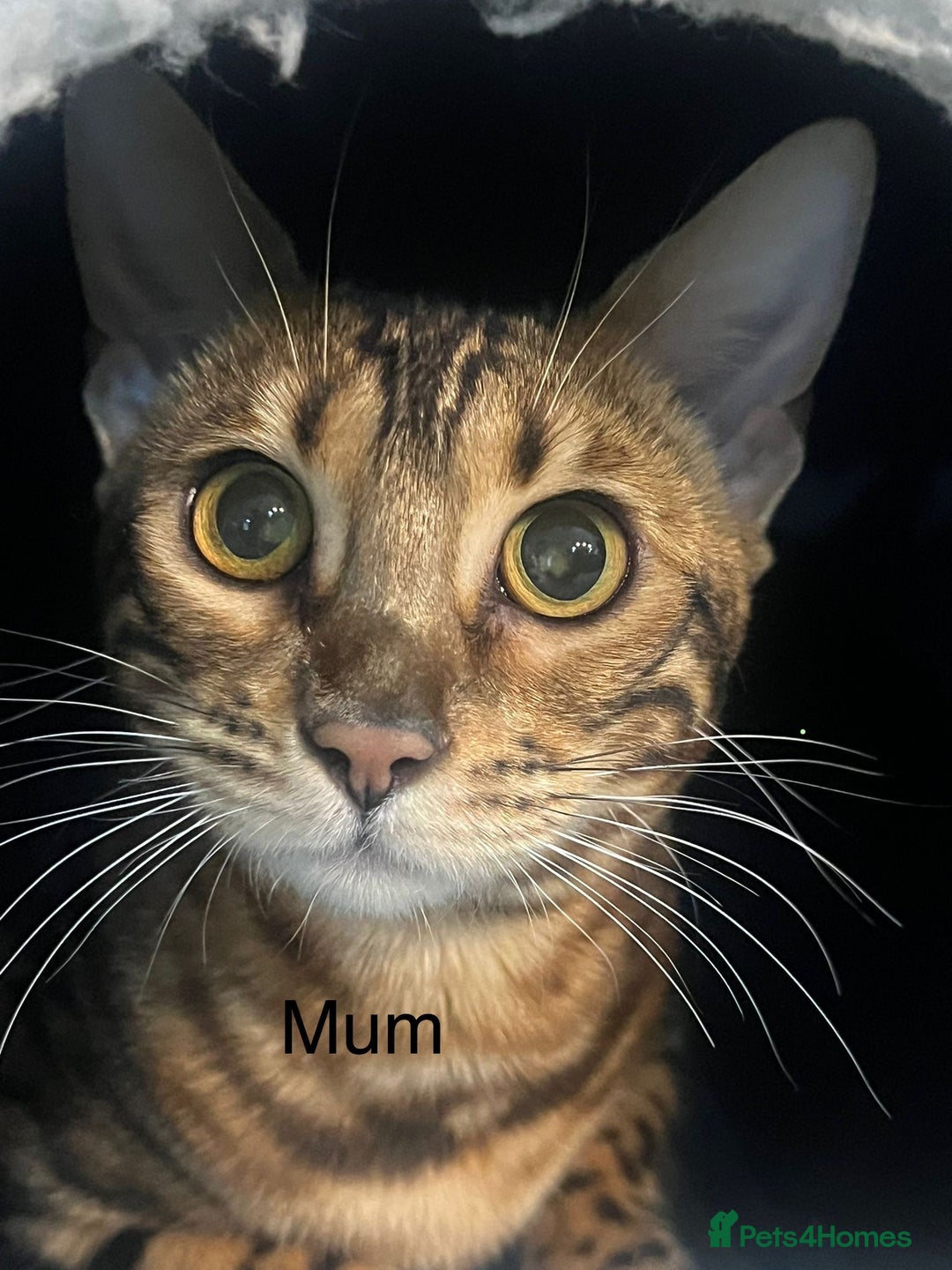 Bengal cats for sale: 💕 Adorable Rosetted bengal Kittens 💕 - Image 5
