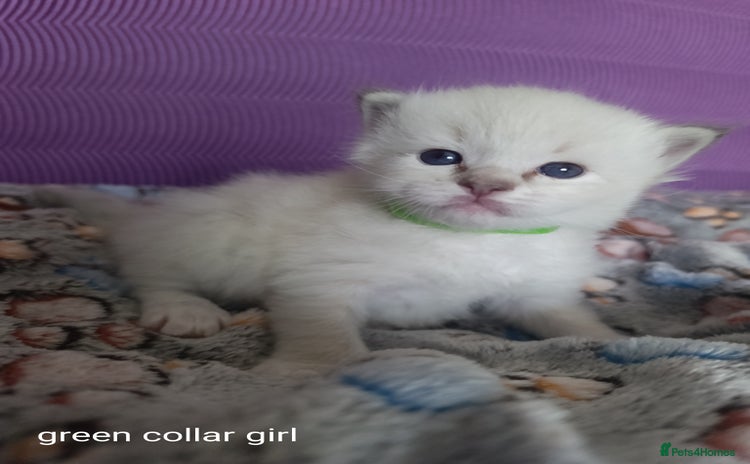 Ragdoll cats - Advert 4